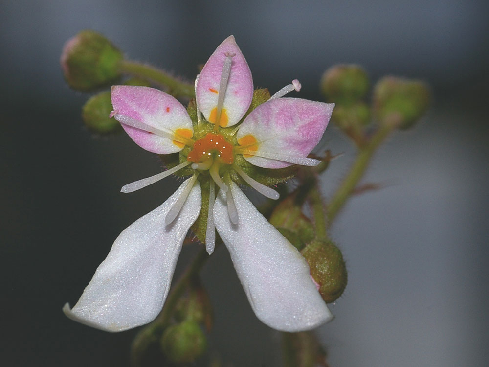 Saxifraga stolonifera (pianta coltivata) / Sassifraga stolonifera